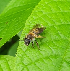 Andrena helvola