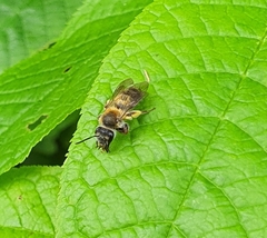 Andrena helvola