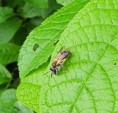 Andrena helvola