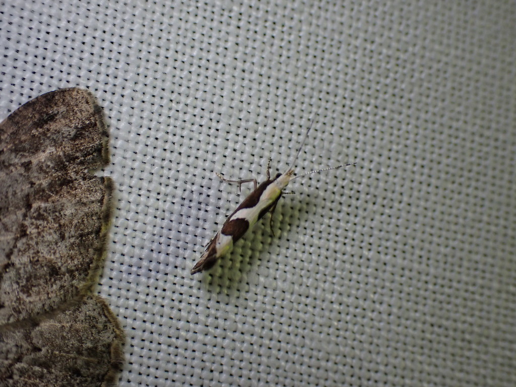 Eidophasia syenitella