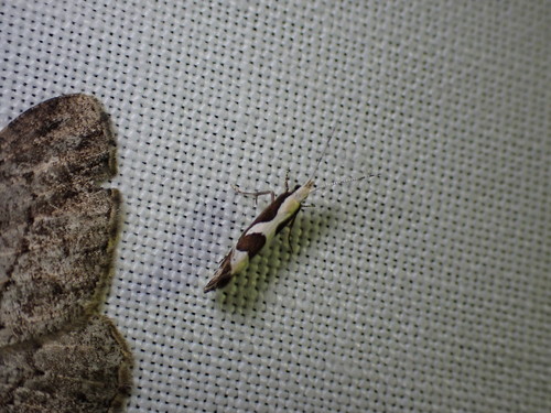 Eidophasia syenitella