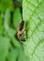 Andrena helvola