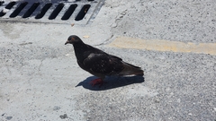 Columba livia domestica