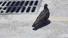 Columba livia domestica