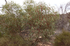 Eucalyptus socialis