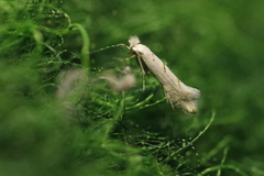 Phyllonorycter abrasella
