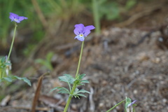 Viola bubanii