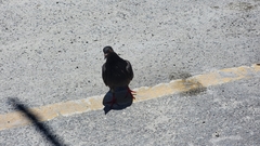 Columba livia domestica