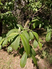 Salix paradoxa
