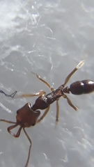 Anochetus