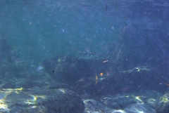 Contusus brevicaudus