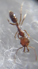 Anochetus