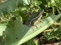 Hyla cinerea