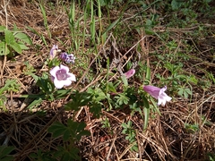 Penstemon campanulatus