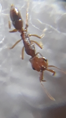 Anochetus