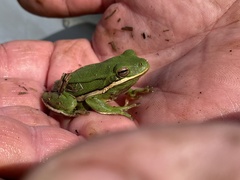 Hyla cinerea