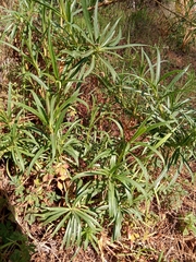 Penstemon campanulatus