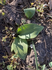Fritillaria brandegeei