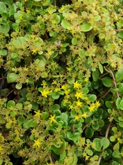 Sedum tetractinum