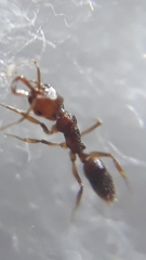 Anochetus