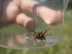 Rhodanthidium septemdentatum