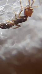 Anochetus