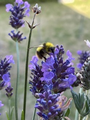Bombus pratorum