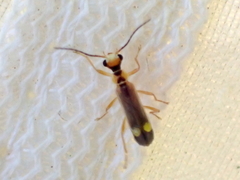 Malthinus seriepunctatus