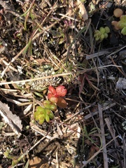 Sedum pulchellum