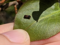 Trypodendron lineatum