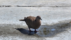 Streptopelia decaocto