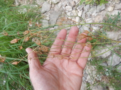 Crepis pulchra
