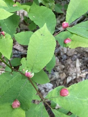 Phylloxera caryaeglobuli