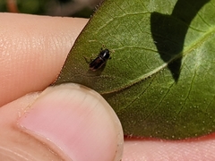 Trypodendron lineatum