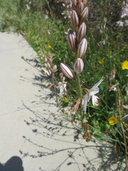 Asphodelus fistulosus