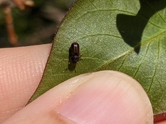 Trypodendron lineatum