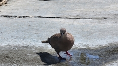 Streptopelia decaocto
