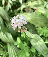 Trifolium repens