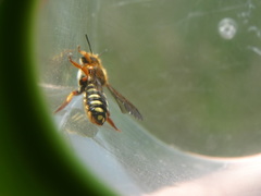 Rhodanthidium septemdentatum