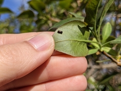Trypodendron lineatum