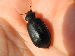 Calosoma maderae