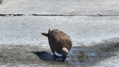 Streptopelia decaocto