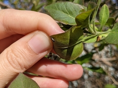 Trypodendron lineatum