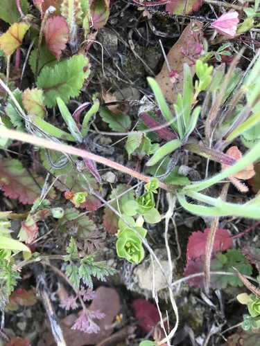 iNaturalist observation photo of scarlet pimpernel
