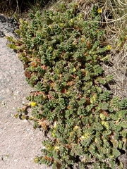 Potentilla ranunculoides
