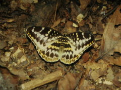 Lexias canescens