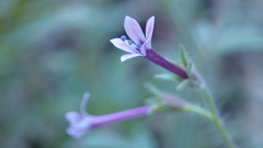 Allophyllum divaricatum