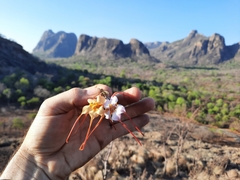 Strophanthus