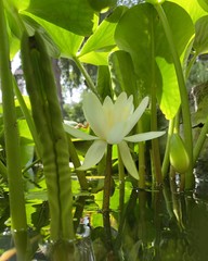 Nymphaea alba