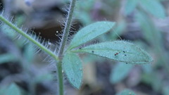 Allophyllum divaricatum